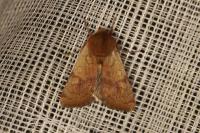 Sideridis lampra