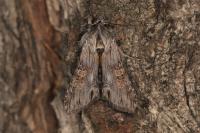 Cucullia gnaphalii