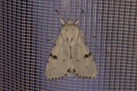 Acronicta leporina