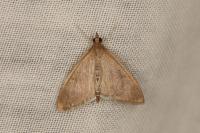 Anania terrealis