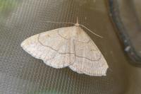 Paracolax tristalis