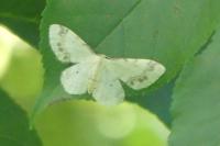 Idaea trigeminata
