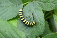 Acronicta alni