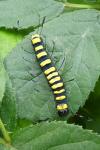 Acronicta alni