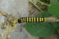 Acronicta alni
