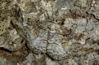 Alcis repandata