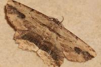 Menophra abruptaria