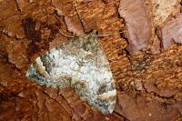 Dysstroma truncata