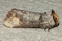 Phalera bucephala