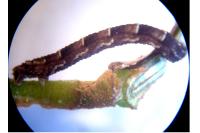 Chloroclystis v-ata