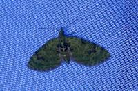 Chloroclystis v-ata