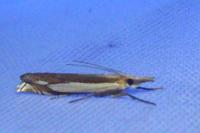 Crambus pascuella