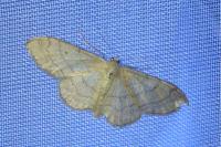 Idaea aversata