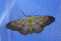 Idaea aversata