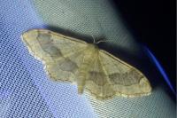 Idaea aversata