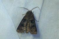 Agrotis clavis clavis