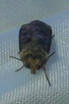 Agrotis clavis clavis