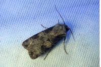 Agrotis puta