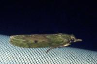 Aphomia sociella