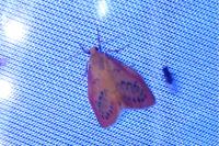 Miltochrista miniata
