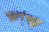 Gandaritis pyraliata
