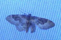 Idaea rusticata