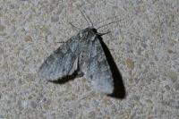 Polia nebulosa