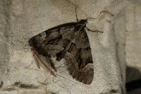 Epilobophora sabinata