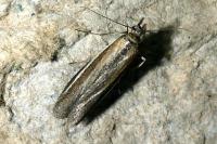 Pima boisduvaliella
