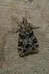 Eudonia delunella
