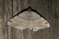 Macaria liturata