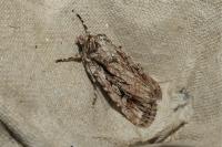 Dichagyris signifera