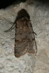 Agrotis cinerea