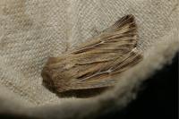 Leucania comma