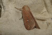 Mythimna albipuncta