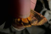 Noctua interposita