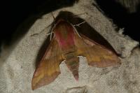 Deilephila porcellus