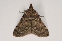Aglossa pinguinalis