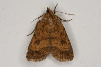 Caradrina morpheus