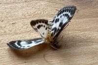 Anania hortulata