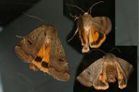 Noctua comes