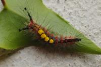 Orgyia antiqua
