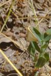 Rhodometra sacraria
