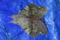 Stauropus fagi