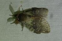 Stauropus fagi
