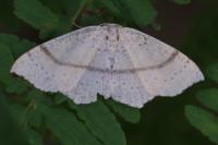 Cyclophora punctaria