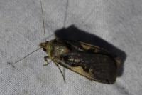 Xestia c-nigrum