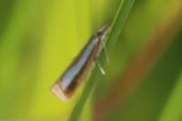 Catoptria margaritella