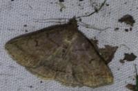 Zanclognatha lunalis