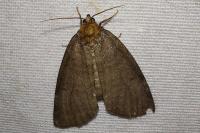 Ochropacha duplaris